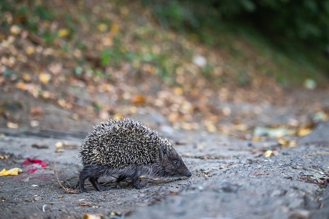 后球队寻求 后球队寻求